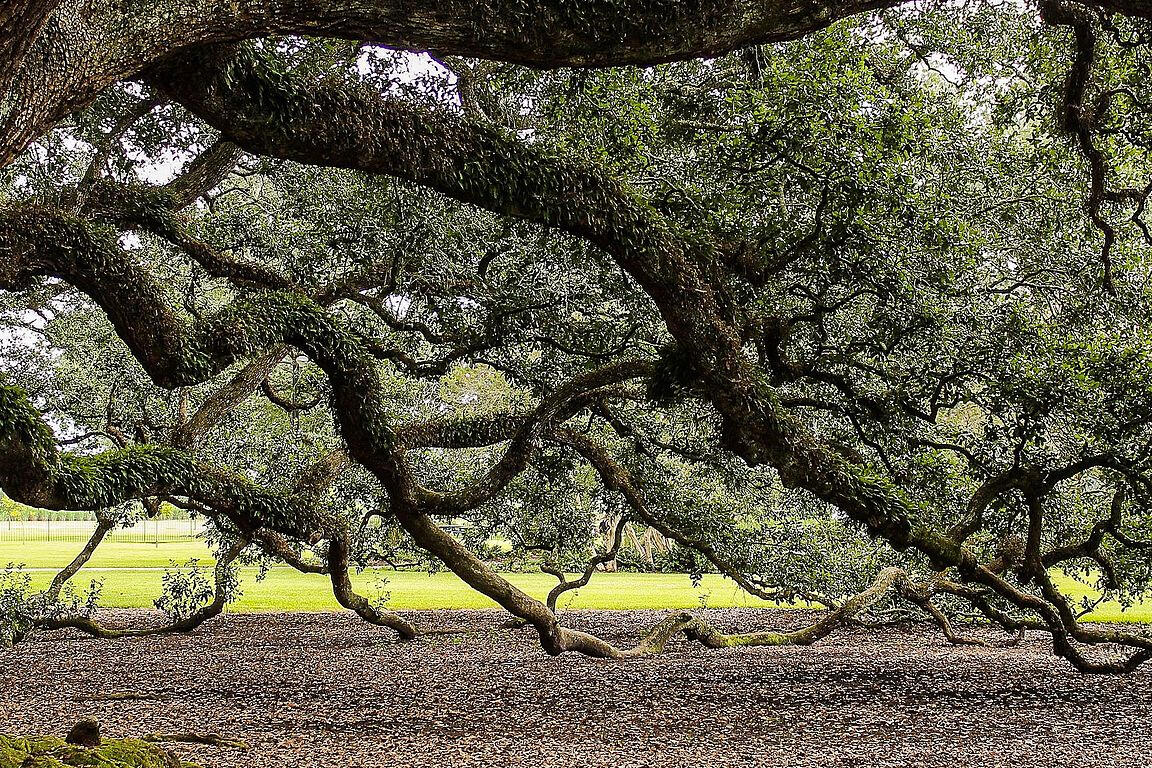 Mature southern live oak with a broad canopy