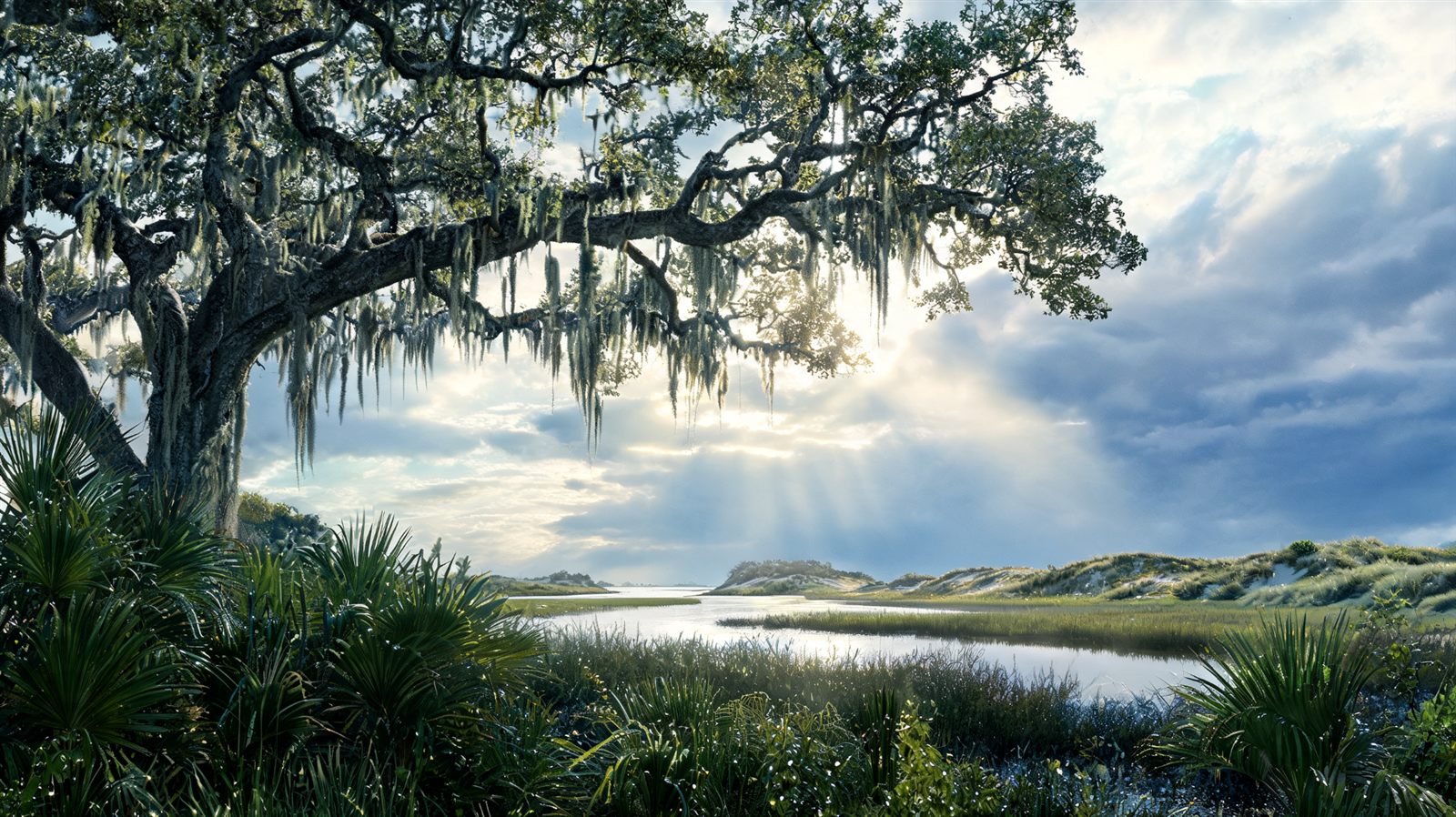 Florida live oak canopy after rain